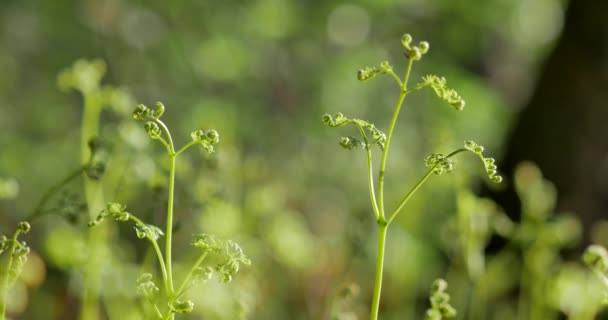 Morgen Wunderschönen Wäldern Mit Alten Großen Bäumen — Stockvideo