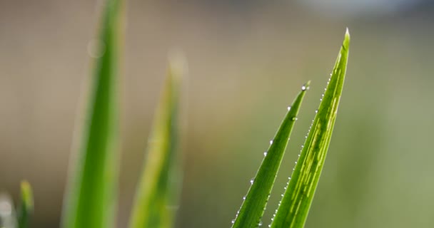 Ländliche Frühlingslandschaft Wassertropfen Auf Dem Grashalm — Stockvideo