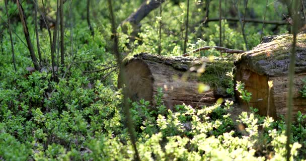 Ländliche Frühlingslandschaft Wassertropfen Auf Dem Grashalm — Stockvideo