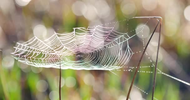 Beauriful Spider Web Sunrise Background Wonderful Meadow Green Grass Located — Stock Video