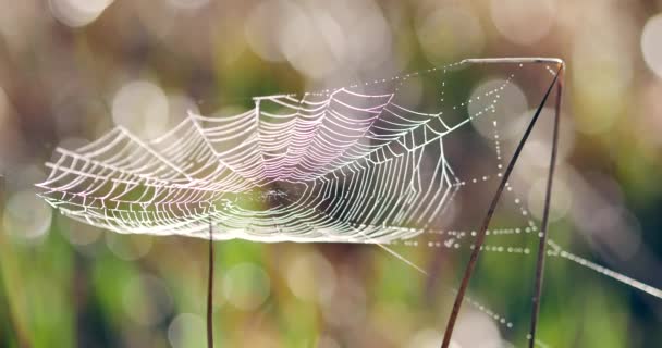 Beauriful Örümcek Ağı Ile Bir Arka Planda Bir Gündoğumu Avrupa — Stok video