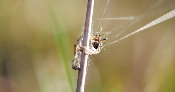 Kleine Spinne Aus Nächster Nähe — Stockvideo