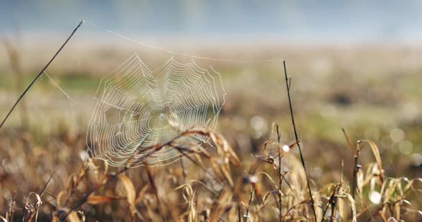 背景に日の出と Beauriful 蜘蛛の巣 ヨーロッパに位置する緑の草と素晴らしい草原 — ストック動画