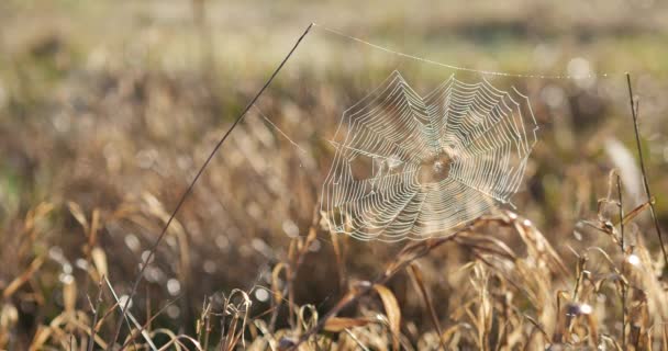 Beauriful 蜘蛛网在背景下日出 美丽的草甸与绿色草位于欧洲 — 图库视频影像