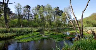 Küçük nehir geçiş yeşil çayır.