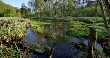 Küçük nehir geçiş yeşil çayır.