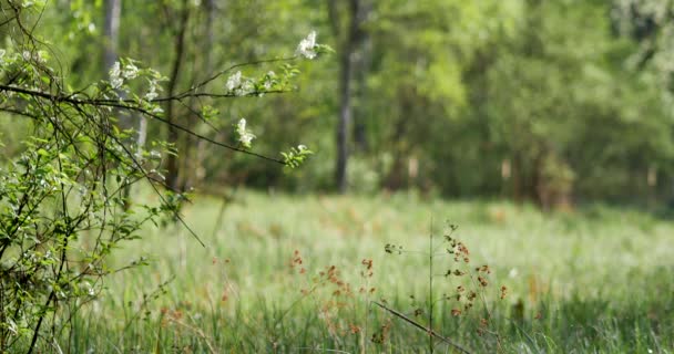 Ländliche Frühlingslandschaft Wassertropfen Auf Dem Grashalm — Stockvideo