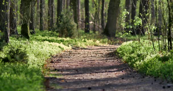 Morning Beautiful Woods Old Great Trees — Stock Video