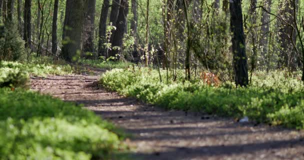 Mañana Hermosos Bosques Con Árboles Viejos Grandes — Vídeo de stock