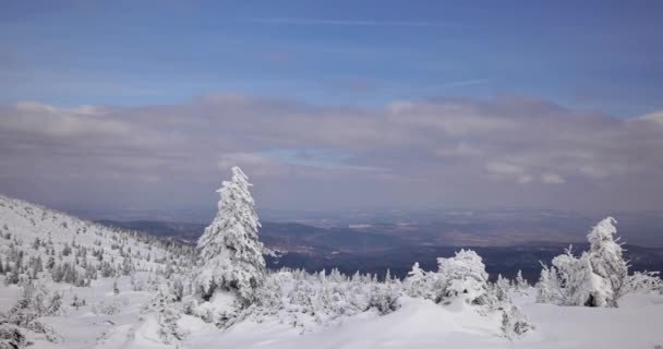 丘は雪に覆われました Sudety 山地の日当たりの良い 冷たい日 — ストック動画