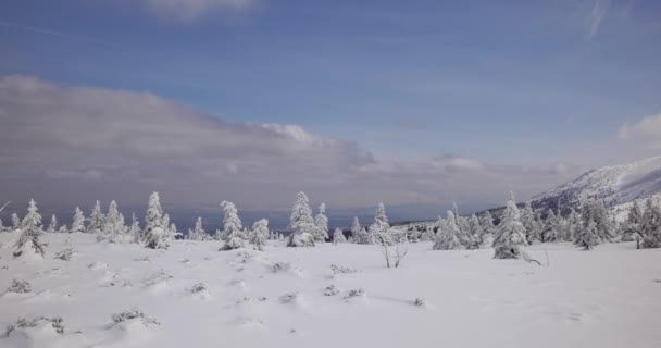 Collines Couvertes Neige Journée Ensoleillée Froide Dans Les Montagnes Sudety — Video