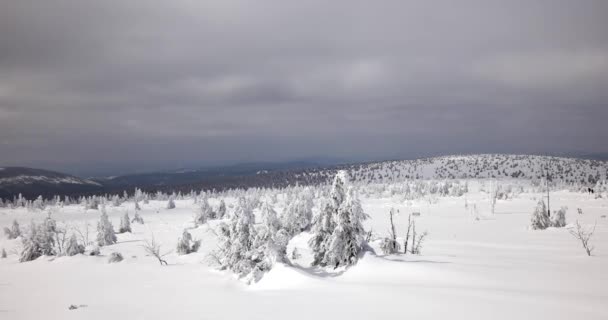 Λόφους Που Καλύπτονται Χιόνι Ηλιόλουστα Κρύα Ημέρα Στα Βουνά Sudety — Αρχείο Βίντεο