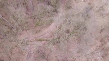 Yukarıdan görünen yapraksız ağaçlar. Hava Sonbahar görüntüleri.