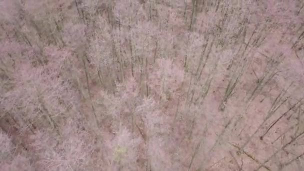 Leafless Trees Seen Aerial Autumn Footage — Stock Video