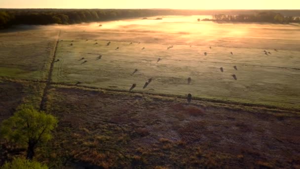 Paysage Rural Européen Haut Vue Aérienne Nature Europe — Video