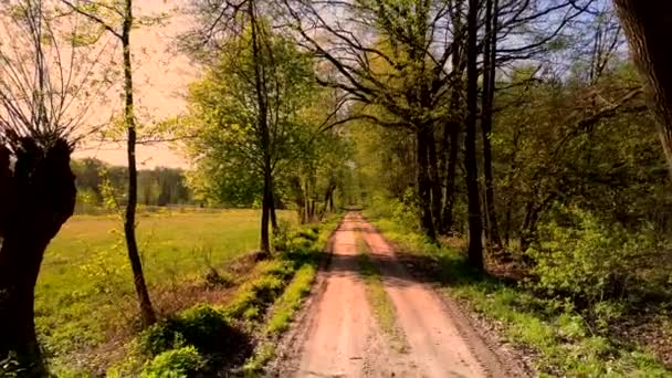 Conduire Travers Une Forêt Luxuriante Verte — Video