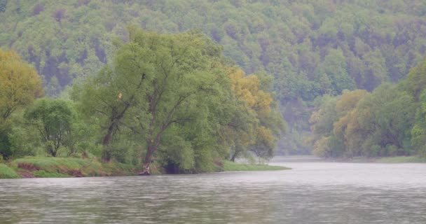 Pologne Sanok Date 04302018 Rivière San Printemps Calme Petite Rivière — Video