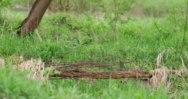 Paysage Rural Printanier Goutte Eau Sur Brin Herbe — Video