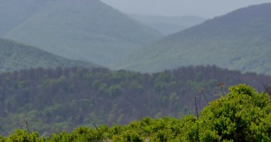Ukrayna / Bieszczady Dağlar - tarihi: 04302018. Yeşil tepeler Uhd görüntüleri. Bahar ışık güzel dağlar.