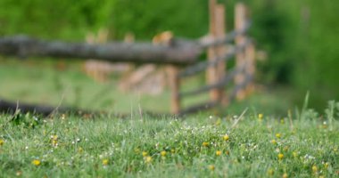 Kırsal ilkbahar manzarası. Çiçekleri, otları ve otları olan taze yeşil çayır. Sıcak öğleden sonra ışığı.