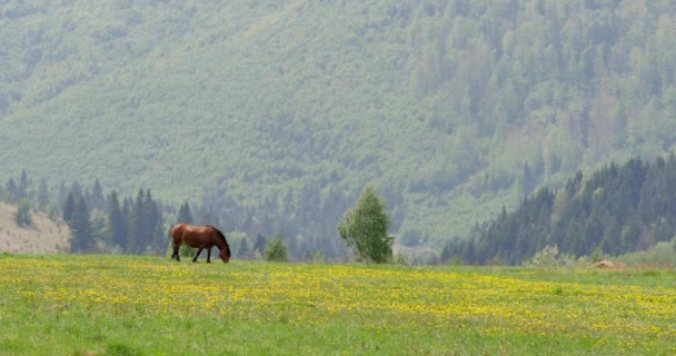 Vacker Häst Grön Äng Bergen — Stockvideo