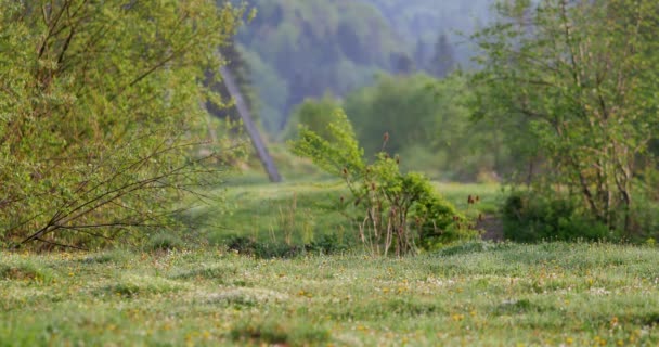 Paysage Rural Printanier Pré Vert Frais Avec Des Fleurs Des — Video