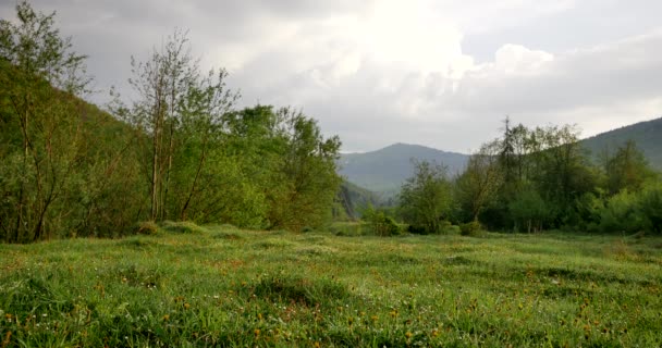 农村春天的风景 鲜绿的草地 香草和青草 下午温暖的阳光 — 图库视频影像