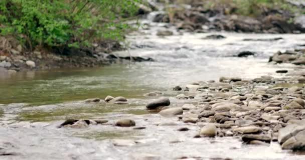 Arroyo Forestal Que Corre Sobre Rocas Musgosas — Vídeo de stock