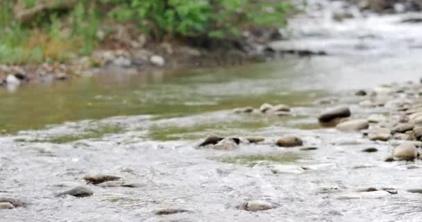 Fluxo Florestal Sobre Rochas Musgosas — Vídeo de Stock