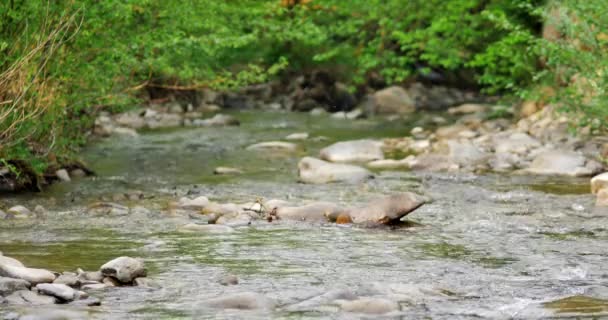 Forest Stream Kör Över Mossiga Stenar — Stockvideo