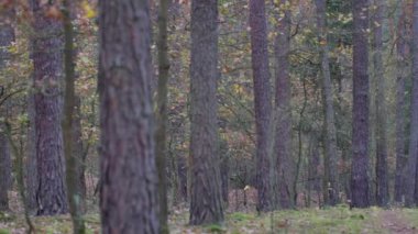 Güzel bir ormanda sabah, yaşlı, harika ağaçlarla..