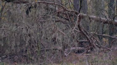 Güzel bir ormanda sabah, yaşlı, harika ağaçlarla.. 