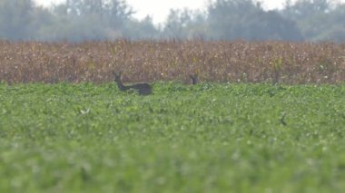 Sıcak güneşin altında güzel Karaca.