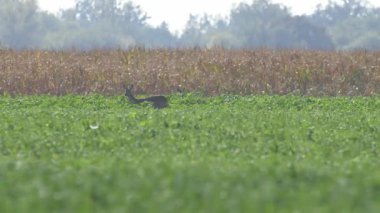 Sıcak güneşin altında güzel Karaca.