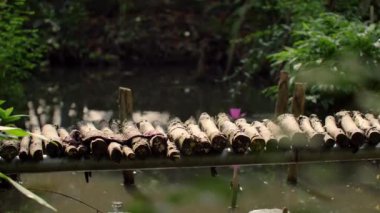 Vietnam 'daki Mekong Deltası. Tekneden görünüm.