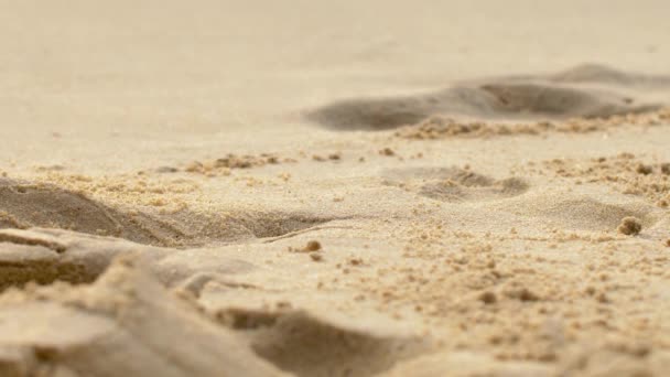 Kleine Krab Wandelen Het Strand Tijdens Uitstroom — Stockvideo