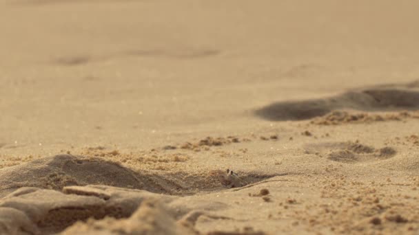 Pequeño Cangrejo Caminando Por Playa Durante Salida — Vídeo de stock