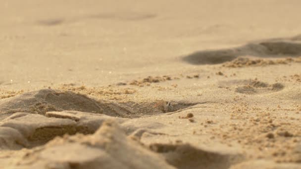 Pequeno Caranguejo Caminhando Praia Durante Saída — Vídeo de Stock