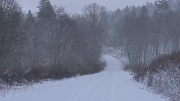 Weg Het Bos Bedekt Met Sneeuw — Stockvideo