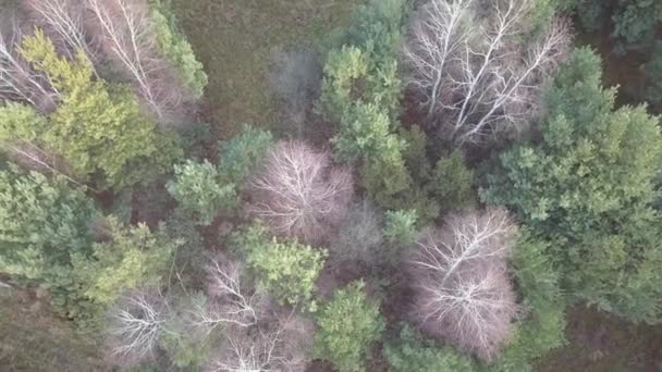 Leafless Trees Seen Aerial Autumn Footage — Stock Video