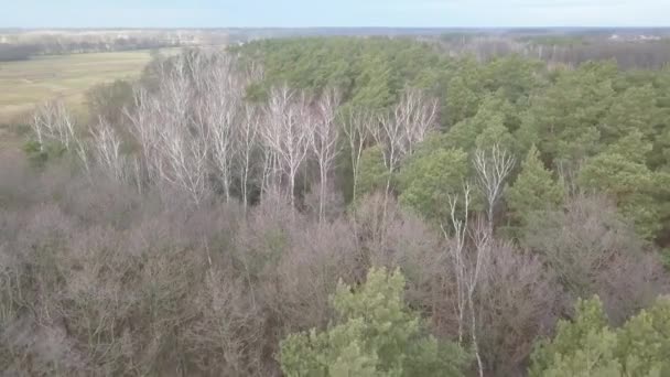 从上面看到的无叶树 空中秋季录像 — 图库视频影像