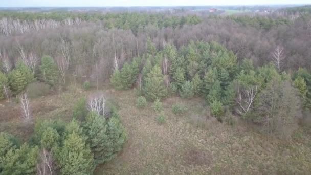 Alberi Senza Foglie Visti Dall Alto Filmati Autunno Aereo — Video Stock