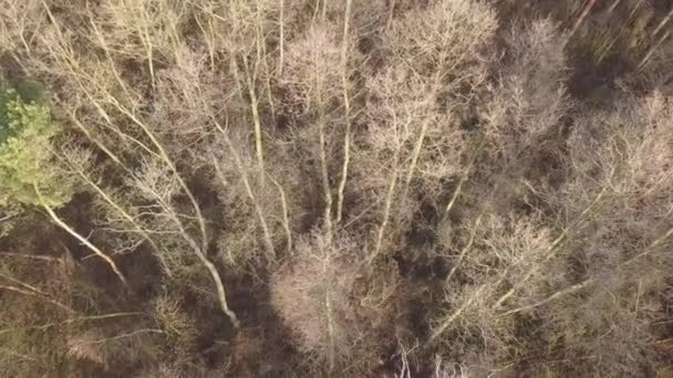 Leafless Trees Seen Aerial Autumn Footage — Stock Video