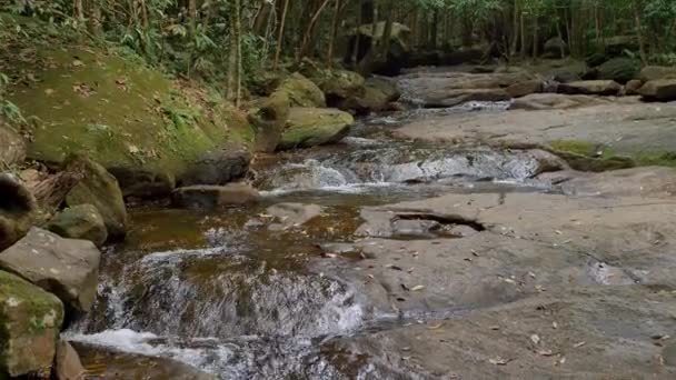 Folyó Dzsungelben Phu Quoc Szigeten Vietnam — Stock videók