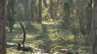 Güzel bir ormanda sabah, yaşlı, harika ağaçlarla..