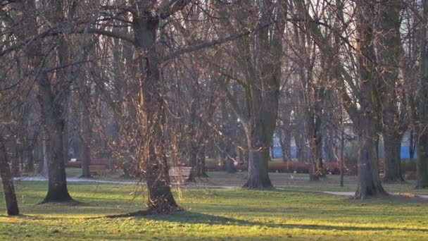 Sol Manhã Brilha Parque Vazio Cidade Vazia Durante Quarentena — Vídeo de Stock