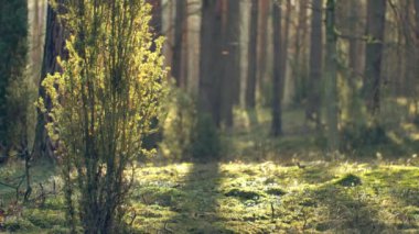 Güzel bir ormanda sabah, yaşlı, harika ağaçlarla..