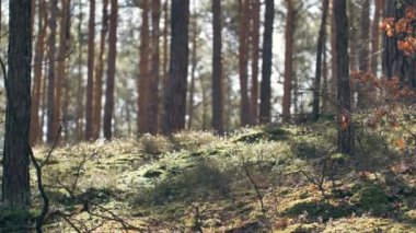 Güzel bir ormanda sabah, yaşlı, harika ağaçlarla..