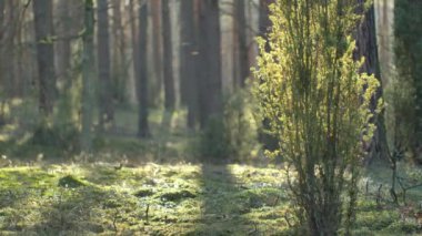 Güzel bir ormanda sabah, yaşlı, harika ağaçlarla..