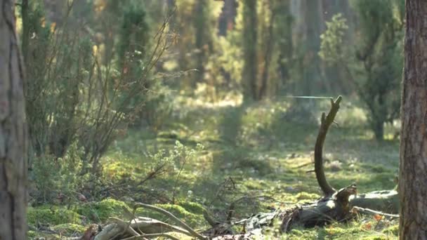 Reggel Gyönyörű Erdőben Öreg Nagy Fákkal — Stock videók